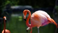 صورة مقال طائر الفلامينغو
