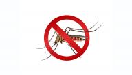 صورة مقال التخلص من الحشرات الطائرة في المنزل
