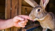 صورة مقال ما هي مميزات تربية الأرانب