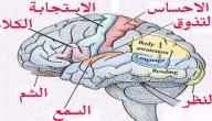 صورة مقال كيف يعمل المخ