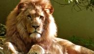 صورة مقال أكبر أسد على وجه الأرض