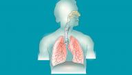صورة مقال ما هي مكونات الجهاز التنفسي