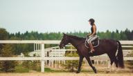 صورة مقال ما فوائد ركوب الخيل