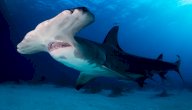 صورة مقال القرش المطرقة (أسماك المحيطات)