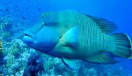 صورة مقال سمكة نابليون (سمكة مهددة بالانقراض)