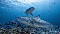صورة مقال صفات سمكة قرش النمر