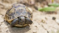 صورة مقال كيف تنام السلحفاة وما متوسط ساعات نومها؟