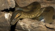 صورة مقال أفعى الأناكوندا