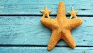 صورة مقال طريقة تجفيف نجم البحر للزينة