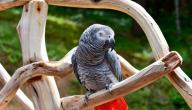صورة مقال بحث عن الببغاء الرمادي الأفريقي (الكاسكو)