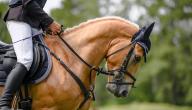 صورة مقال أنواع رياضة الفروسية