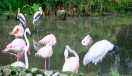 صورة مقال الفرق بين البجع والفلامنجو