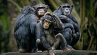 صورة مقال بحث عن قرد الشمبانزي