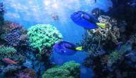 صورة مقال أجمل المخلوقات البحرية