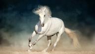 صورة مقال أشهر الخيول العربية