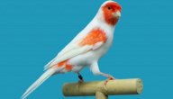 صورة مقال معلومات عن طائر الكناري موزاييك