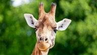 صورة مقال الصفات السلوكية للزرافة