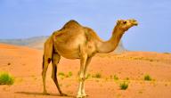صورة مقال صفات الجمل