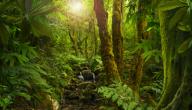 المخاطر التي تهدد الغابات الاستوائية