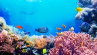 صورة مقال تغذية الحيوانات البحرية