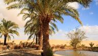 صورة مقال قائمة واحات مصر