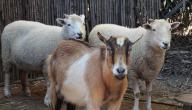 الفرق بين الماعز والأغنام