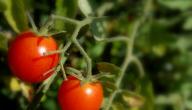 صورة مقال كيف ازرع طماطم