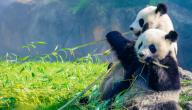 صورة مقال أسباب كون حيوان الباندا مهدد بالانقراض