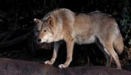 صورة مقال صفات أنثى الذئب