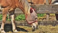 صورة مقال طرق تغذية الخيل
