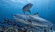 صورة مقال قرش النمر (القرش الببري)