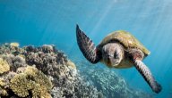 صورة مقال هل تعلم عن الحيوانات البحرية