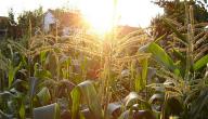 كيفية زراعة الذرة