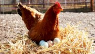 صورة مقال كيف أعرف الدجاج البياض