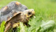 صورة مقال الفرق بين السلحفاة البرية والبحرية
