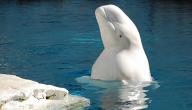 صوت الحوت الأبيض