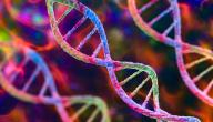 صورة مقال أهمية علم الوراثة في حياتنا