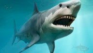 صورة مقال أكبر قرش في التاريخ: ميجالدون