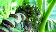 صورة مقال كيف تتم زراعة الموز
