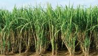 صورة مقال طريقة زراعة قصب السكر