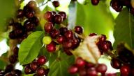 صورة مقال كيفية زراعة القهوة
