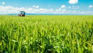 صورة مقال كيفية زراعة القمح