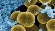 صورة مقال ما هي بكتيريا MRSA