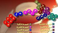 صورة مقال ما هي مخارج الحروف