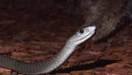 صورة مقال أنواع الأفاعي