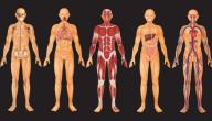صورة مقال ما هي أجزاء جسم الإنسان