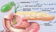 صورة مقال أين تقع المرارة في جسم الإنسان