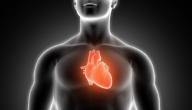 صورة مقال أين يقع القلب في جسم الإنسان