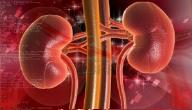 صورة مقال أين تقع الكلية في جسم الإنسان