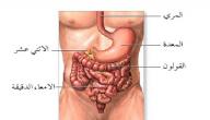 صورة مقال أين تقع المعدة في جسم الإنسان